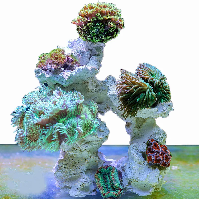 Marine Aquarium Stone Reef Cor - Aquarium Marine Rock 评论和价格