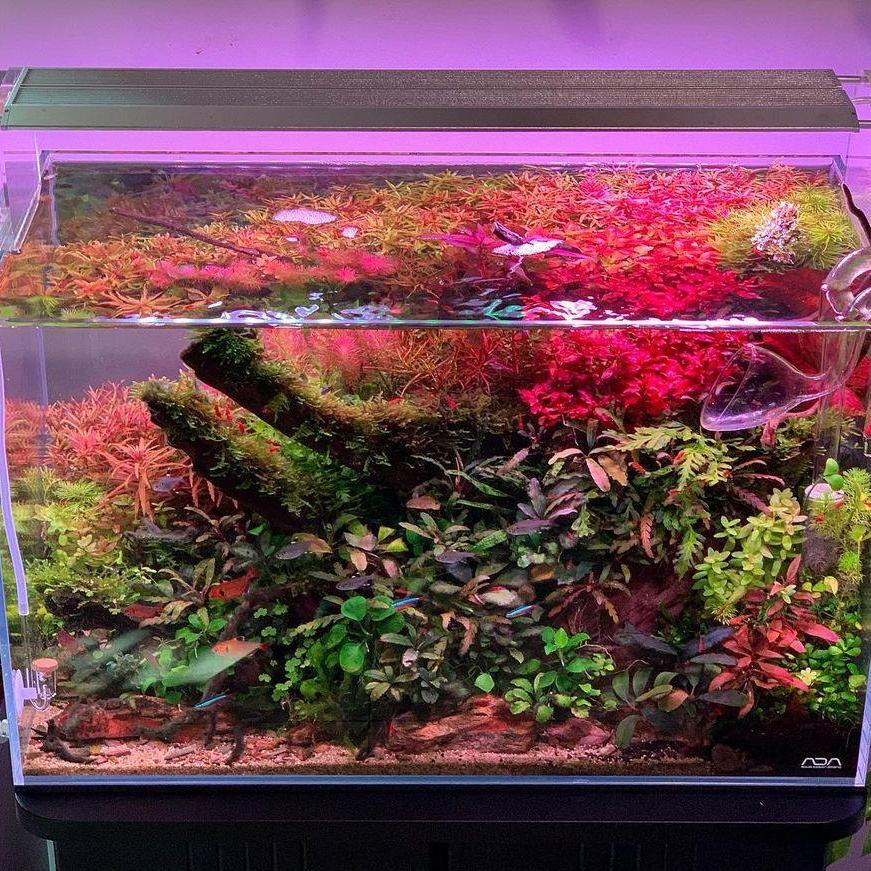 WEEK AQUA Aquarium Led Vivid L - Aqua Marine Tank 评论和价格